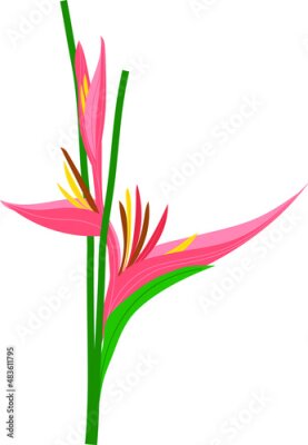Papier peint  Orange Strelitzia reginae. Red Heliconia bihai. Vector illustration. Floral botanical flower. Wild leaf wildflower isolated. Exotic tropical hawaiian jungle. Isolated illustration element.