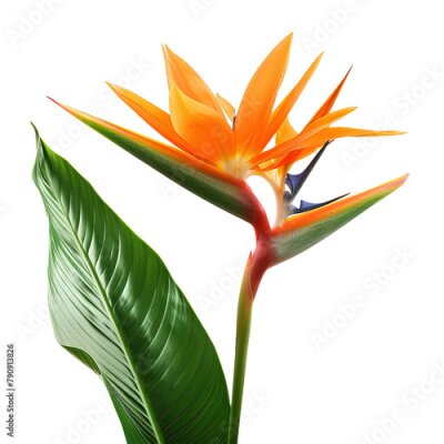 Papier peint  Orange Strelitzia Reginae tropical flower on white background,png