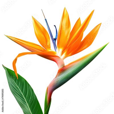 Papier peint  Orange Strelitzia Reginae tropical flower on white background,png