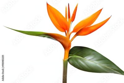 Papier peint  Orange Strelitzia Reginae tropical flower on white background, png Generative AI