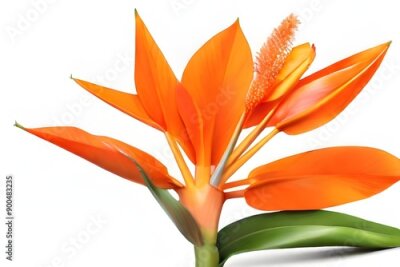 Papier peint  Orange Strelitzia Reginae tropical flower on white background, png Generative AI