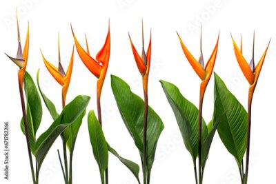 Papier peint  orange Strelitzia Reginae tropical flowers, isolated on a transparent background. PNG, cutout, or clipping path.	
