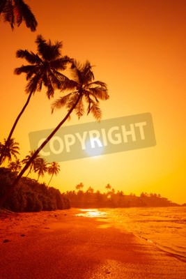 Papier peint  Orange tropicale