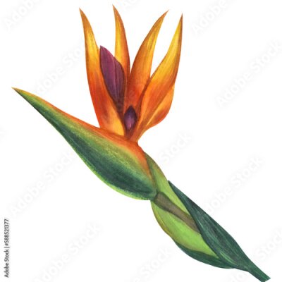 Papier peint  Orange violet strelitzia flower, bird of paradise. Botanical illustration. Jungle, tropical, exotic, foliage. Hand-drawn watercolor illustration isolated on white background. For design card, poster