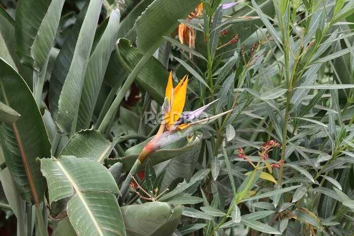 Papier peint  Orange violet strelitzia reginae