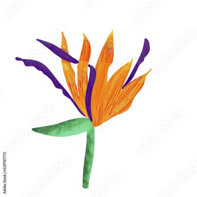 Papier peint  orange with violet tropical flower strelitzia isolated on white background. Tropical plant. Mug, stationery, postcard, fabric, textile, packaging, wallpaper design