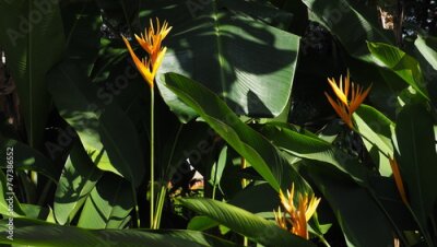Papier peint  Orange Yellow Strelitzia (bird of paradise) flowers with large green leaves under patches of sunlight and shadow, against a dark background