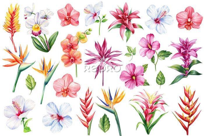 Papier peint   Orchid, heliconia, bromelia, hibiscus and strelitzia. Exotic flowers. Botanical painting, watercolor illustration flora