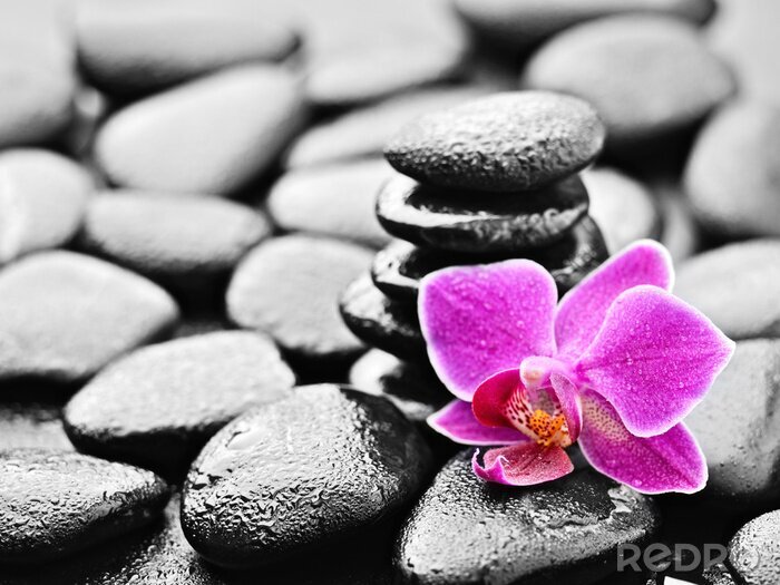 Papier peint  Orchidée