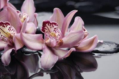 Papier peint  Orchidée asiatique en fleur