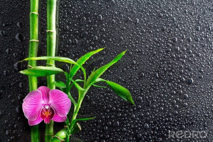 Papier peint  Orchidée, bambou et gouttes sur le verre noir
