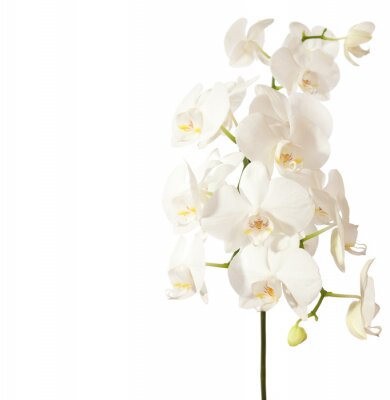 Papier peint  Orchidée blanche avec les bourgeons
