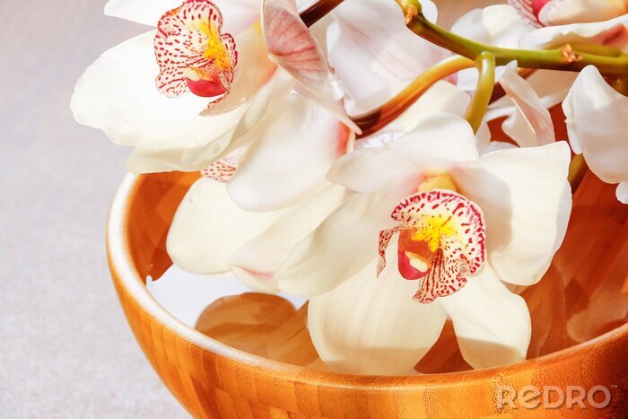 Papier peint  Orchidée blanche, bois