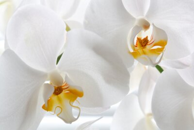Orchidée blanche gros plan