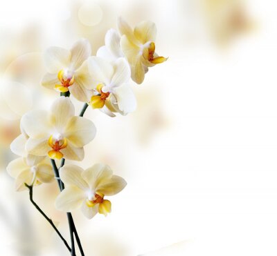 Papier peint  Orchidée blanche solitaire