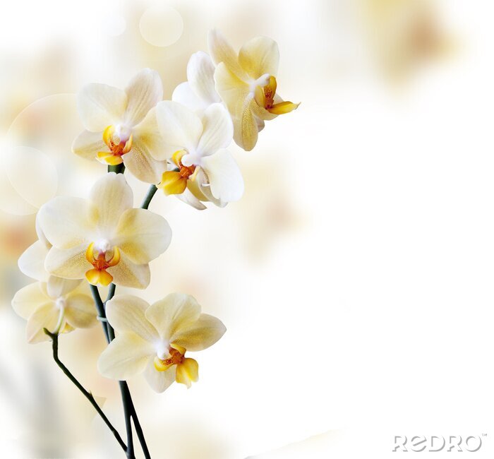 Papier peint  Orchidée blanche solitaire