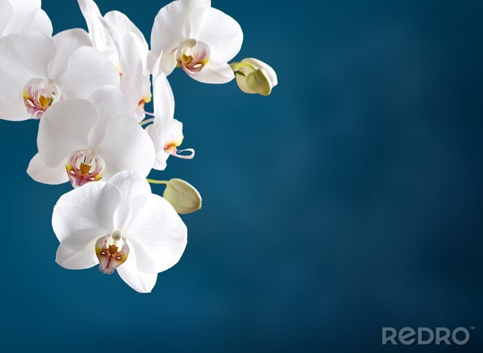 Papier peint  Orchidée blanche sur fond bleu marine
