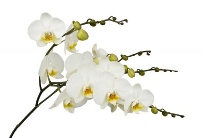Papier peint  Orchidée blanche sur un fond clair