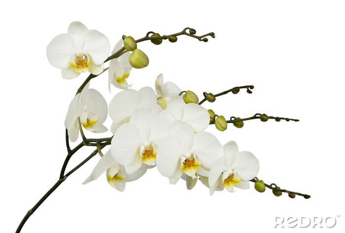 Papier peint  Orchidée blanche sur un fond clair