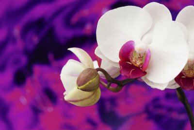 Papier peint  Orchidée blanche sur un fond mauve