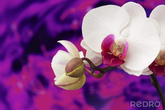 Papier peint  Orchidée blanche sur un fond mauve