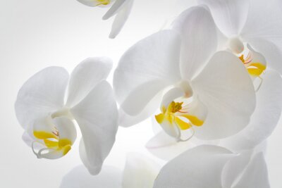 Papier peint  Orchidée blanche version macro
