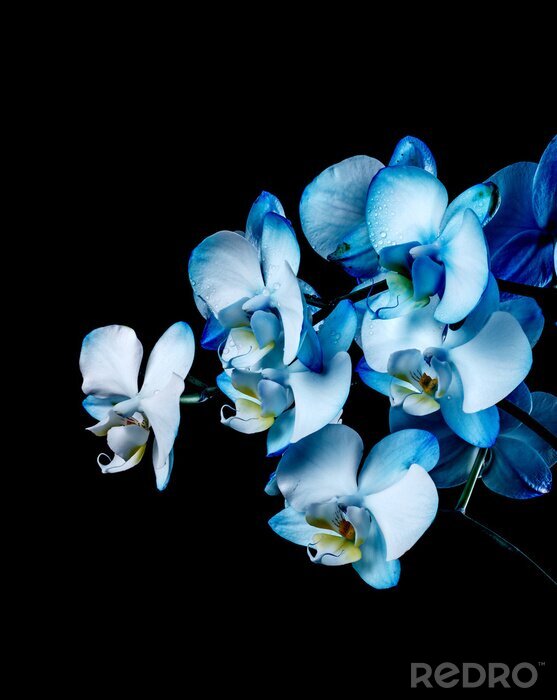 Papier peint  Orchidée bleue