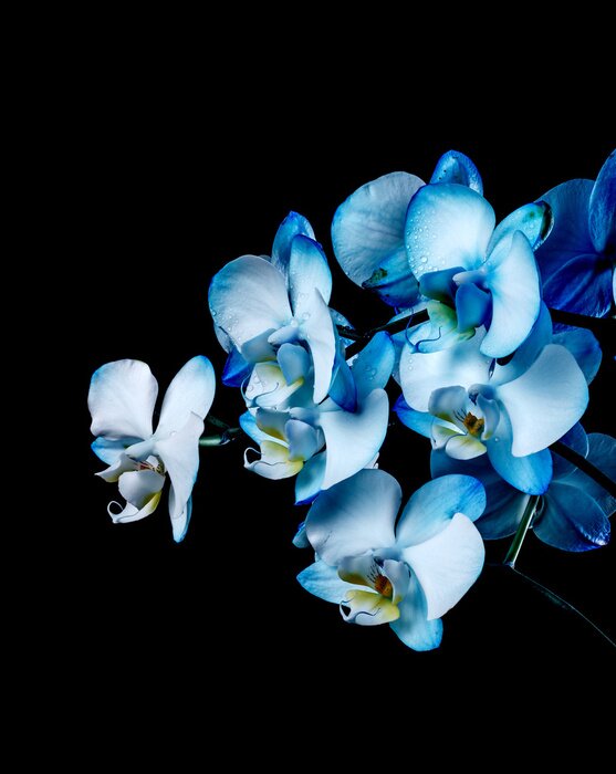 Papier peint  Orchidée bleue