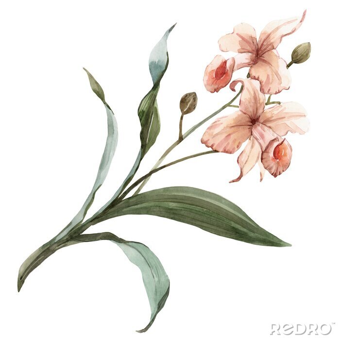 Papier peint  Orchidee bloemen en knoppen op een takje