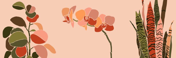 Papier peint  Orchidee en sensevieria in warme kleuren