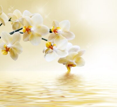 Orchidée jaune au bord de l'eau