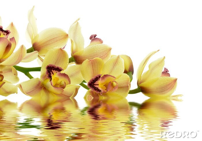 Papier peint  Orchidée jaune sur l'eau
