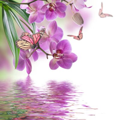 Orchidée mauve et papillon au bord de l'eau