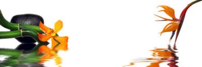 Papier peint  Orchidée orange et strelitzia en-tête