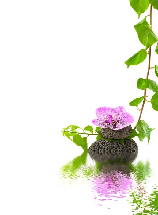 Papier peint  Orchidée, pierres et feuilles vertes