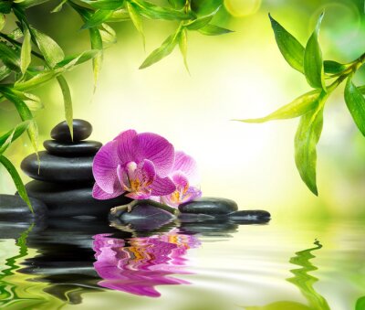 Papier peint  Orchidée, pierres et plantes vertes