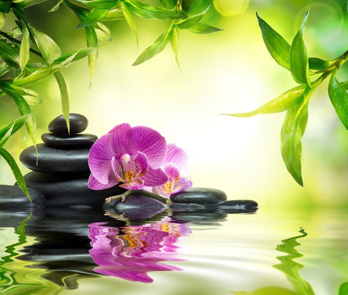Papier peint  Orchidée, pierres et plantes vertes