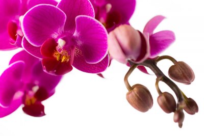 Papier peint  Orchidée rose et bourgeons en fleurs