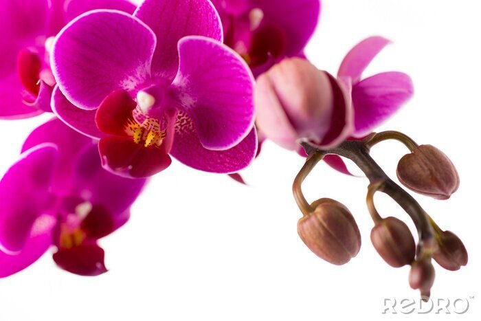 Papier peint  Orchidée rose et bourgeons en fleurs