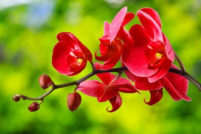 Papier peint  Orchidée rouge dans le jardin