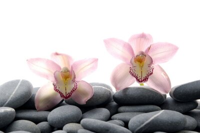 Papier peint  Orchidée sur les petites pierres