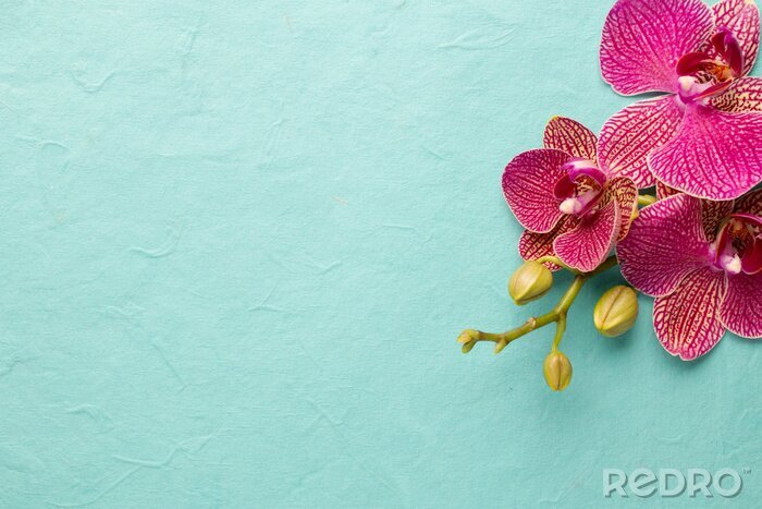 Papier peint  Orchidée sur un fond bleu clair
