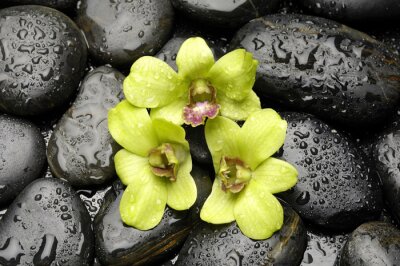 Orchidée verte et pierres zen avec goutte d'eau