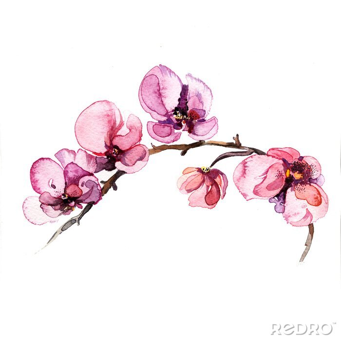Papier peint  Orchidées aquarelle sur fond blanc