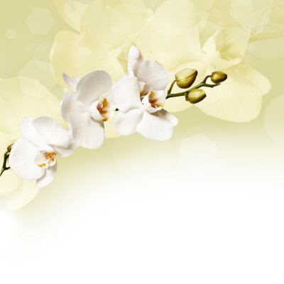 Papier peint  Orchidées blanc et crème