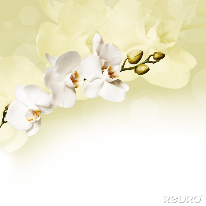 Papier peint  Orchidées blanc et crème