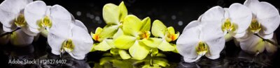 Papier peint  Orchidées blanches et jaunes avec des gouttes d'eau