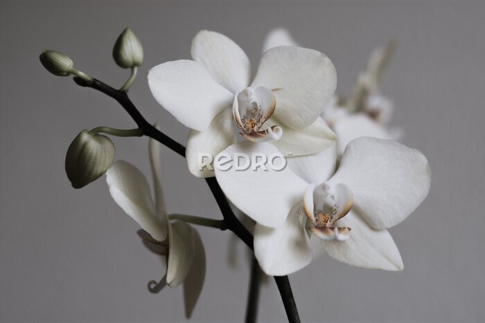 Papier peint  Orchidées blanches rétro sur fond gris