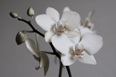 Papier peint  Orchidées blanches rétro sur fond gris