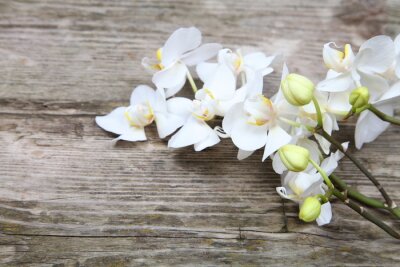 Orchidées blanches sur des planches